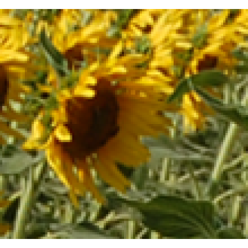 Ayçekirdeği : Azı Yarar Çoğu Zarar